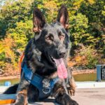 21faa9b209f3a8912e6eb7c39fbe7323