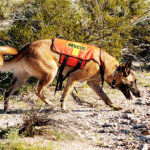 Search and rescue canine unit at work in the desert.