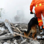 Search and rescue forces search through a destroyed building with the help of rescue dogs.