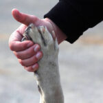 Dog paw and man's hand together, pet friendship, human's pet love, give me five symbol, high-five