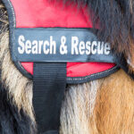 Search and rescue dog. The animal is part of the rescue team of Red Cross Organization.
