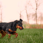 Beauceron Dog. Beauce Sheep Dog. FCI goup 1, FCI-Standard 44, A French originated shepherd dog. France Dog. www.kurtpas.com