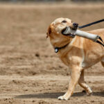 Dog on a leash with a toy in his mouth