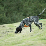 Dog searching for rabbits