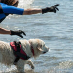 Lifeguard dog and instructor at the beach, during training.