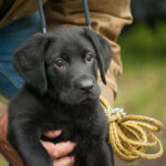 Adorable Labrador puppy